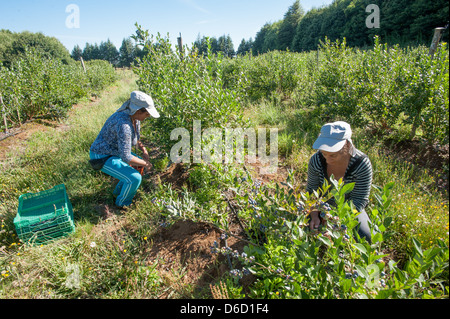 Blueberry bushes and harvest in Temuco Chile Stock Photo