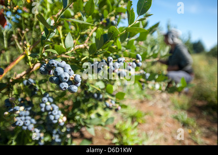 Blueberry bushes and harvest in Temuco Chile Stock Photo