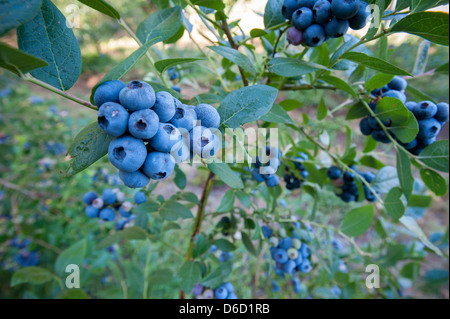 Blueberry bushes and harvest in Temuco Chile Stock Photo