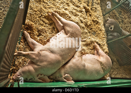 pigs lying in sawdust at fair Stock Photo