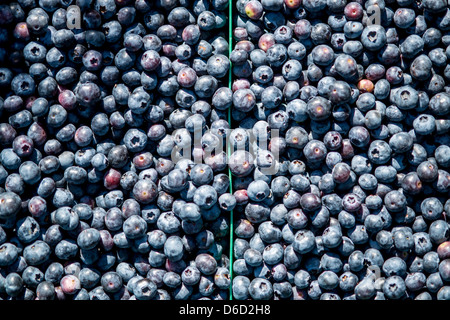 Blueberry bushes and harvest in Temuco Chile Stock Photo