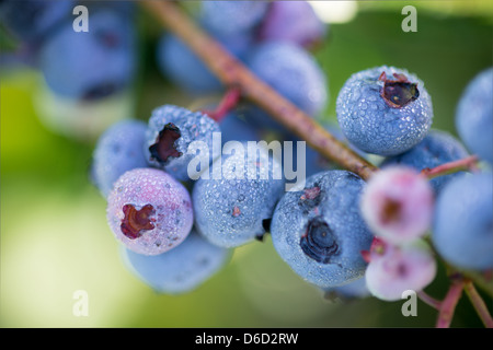 Blueberry bushes and harvest in Temuco Chile Stock Photo