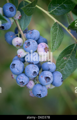 Blueberry bushes and harvest in Temuco Chile Stock Photo