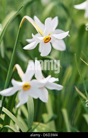 Narcissus actaea daffodil flower (Narcissus poeticus) Stock Photo