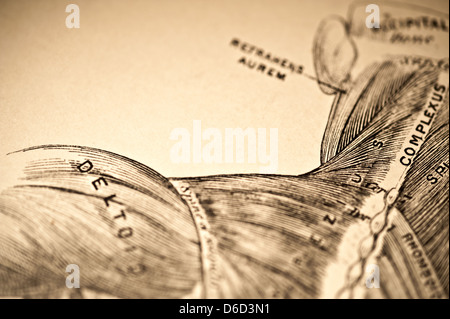 Antique illustration showing the muscles of the neck & shoulder. Stock Photo