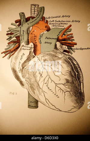 An antique illustration of the human heart. From the 1800s. Stock Photo