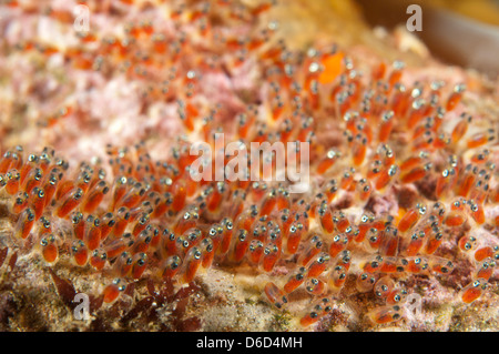 Eggs of a clownfish (anemonefish) which are close to hatching Stock Photo