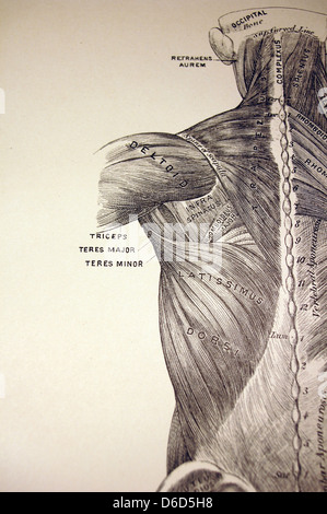 Antique illustration showing the muscles of the back. Stock Photo