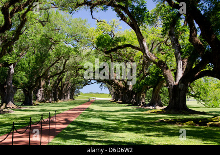 Louisiana, New Orleans area, Vacherie. Oak Alley Plantation, historic 19th century plantation, National Historic Landmark. Stock Photo