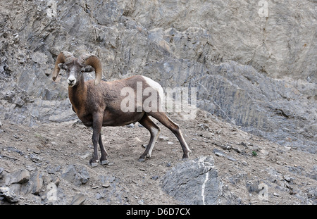 This a mountain Ram found in North America. This was was photographed in Jasper National Park, Alberta, Canada Stock Photo