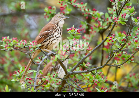 Brown Thrasher perching in Crabapple Tree bird songbird Ornithology Science Nature Wildlife Environment Stock Photo