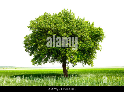 Isolated tree on green meadow Stock Photo