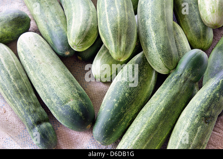Whole Cucumbers with Natural Lighting in Southeast Asia Wet Market Closeup Bakcground Stock Photo