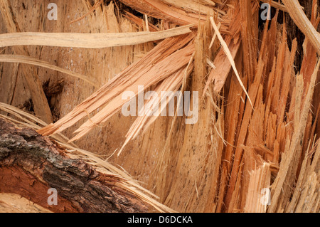The splintered trunk of a recently fallen white pine Stock Photo