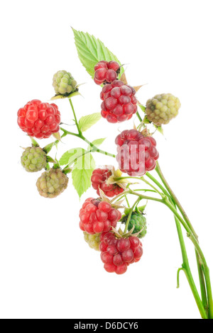 Ripe red and unripe green raspberries set against lush leaves; perfect ...