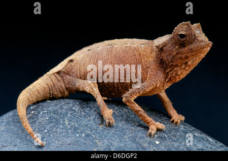 Dwarf Chameleon / Brookesia stumpffi Stock Photo