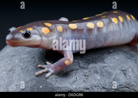 Spotted Mole Salamander / Ambystoma maculatum Stock Photo