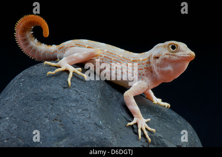 Scorpion tailed gecko / Pristurus carteri Stock Photo