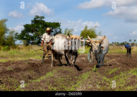 Agriculture, farmers, peasants, people and Cuban men at work in farm field. ANAP agrarian cooperative in Guines, Cuba. Stock Photo