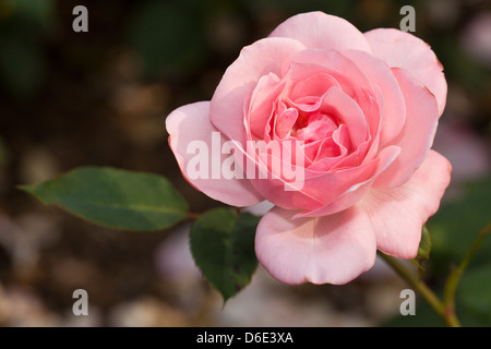 Floribunda-Rose 'St. Helena' Stock Photo