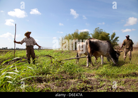 ANAP agrarian cooperative in Guines, Cuba. Agriculture with farmers, peasants, people and men at work in farm fields. Oxen plow Stock Photo