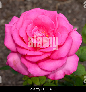 Teehybrid-Rose "Esmeralda" Stock Photo