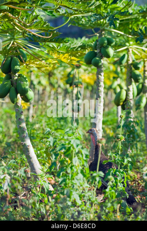 Turkey in a Papaya plantation, Los Aquaticos, Unesco World Heritage Site, Vinales Valley, Cuba, West Indies, The Caribbean Stock Photo