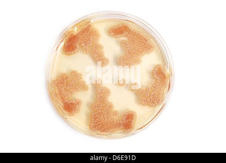 Penicillum fungi on agar plate in laboratory over white background Stock Photo