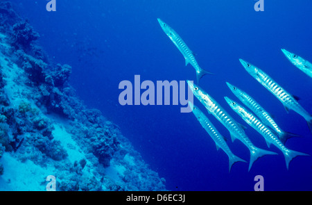 Blackfin Barracuda,Sphyraena quenie,Red Sea June 1988 Slide Conversions, Egypt,Sinai Peninsula,Sudan Safari Boat Diving, Stock Photo