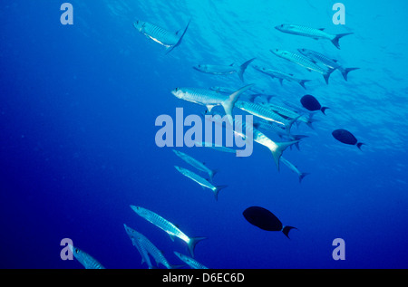 Blackfin Barracuda,Sphyraena quenie,Red Sea June 1988 Slide Conversions, Egypt,Sinai Peninsula,Sudan Safari Boat Diving, Stock Photo