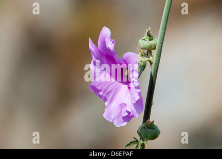 Israel, Alcea setosa - Bristly Hollyhock. growing to 3.5 m tall, Stock Photo