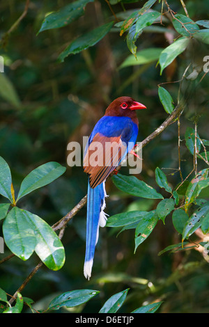 Sri Lanka blue magpie Urocissa ornata Stock Photo