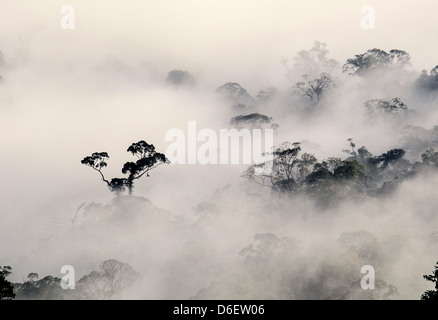 Dawn over the Danum Valley Sabah in Malaysian Borneo with rain forest trees emerging from the morning mist Stock Photo