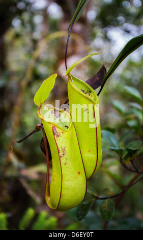 Pitcher plant Nepenthes stenophylla pair growing in the cloud forested slopes of Mount Kinabalu in Sabah Borneo Stock Photo