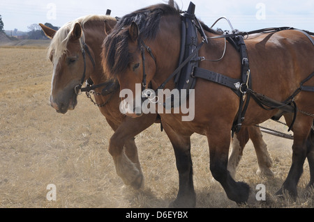 Cart-horses working on a stubble-field preparing for the next sowing Stock Photo