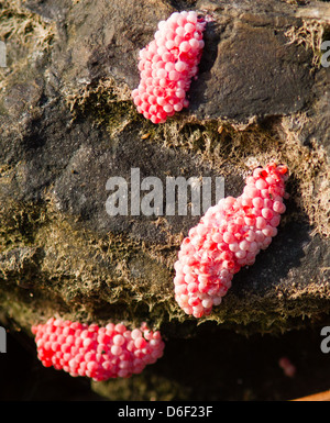 Pink eggs or spawn of a species of frog on stones around a pool in Sabah Malaysian Borneo Stock Photo
