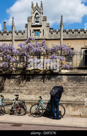 Student unlocking a bike leaning against the wall of Sidney Sussex College, Cambridge, Cambridgeshire, UK Stock Photo