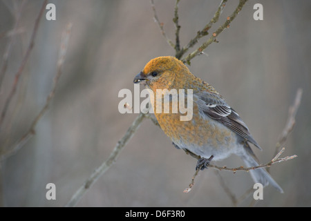 Female Pine Grosbeak (Pinicola enucleator). Europe. Stock Photo