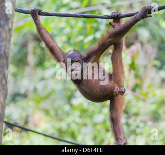 An uninhibited young Orang shows his athletic climbing skills at Sepilok Orangutan Rehabilitation Centre in Sabah Borneo Stock Photo