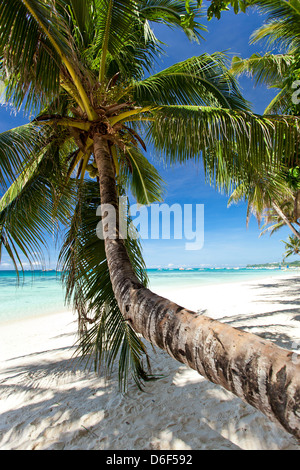 Beautiful palm on beach with white sand Stock Photo
