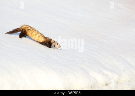 Wild European Polecat, Mustela putorius. Europe Stock Photo