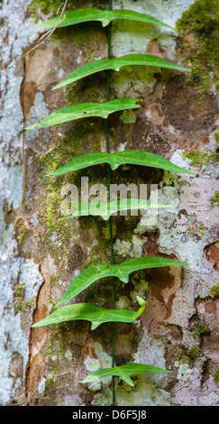 Flying bird-shaped leaves of a climbing vine on a rainforest tree trunk by the Kinabatangan River in Sabah Malaysian Borneo Stock Photo