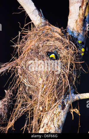 Night shot of the nest of a Black and Red Broadbill above the Kinabatangan River with the yellow underside of the parent's bill Stock Photo