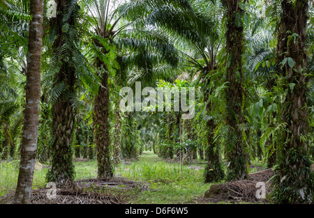 Interior of a palm oil plantation Sabah Borneo a monoculture of the palm tree  Elaeis Guineensis grown for its oil rich fruits Stock Photo