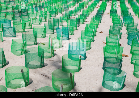 Turtle hatchery on Selingan Island off Sandakan on the east coast of Sabah Borneo where eggs are incubated in the warm sand Stock Photo