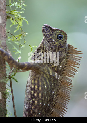 Crested Forest Dragon Gonocephalus sp Danum Valley Sabah Borneo clinging to a tree in rain forest Stock Photo