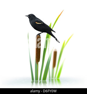 Red Winged Black Bird Perching On A Cattail Plant Stock Photo