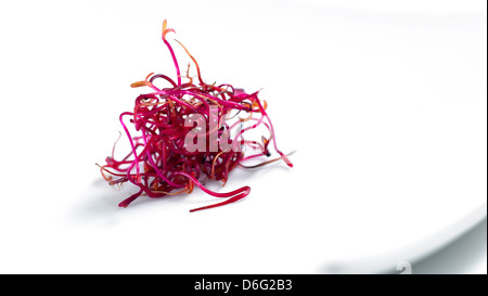 Micro salad Beetroot sprouts Stock Photo