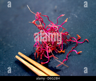 Micro salad Beetroot sprouts Stock Photo