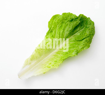 Romaine lettuce leaf Stock Photo